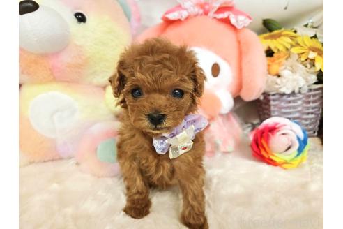 販売中の岐阜県のティーカッププードル-392234の5枚目